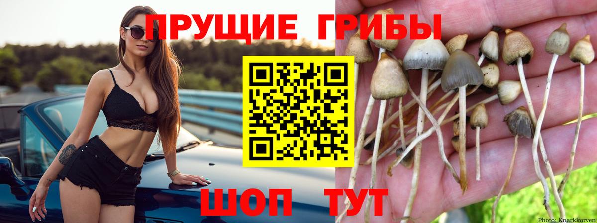 Сафоново  Псилоцибиновые грибы мицелий  Вход с VPN 